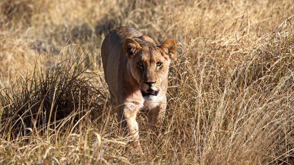 Khwai Private Reserve