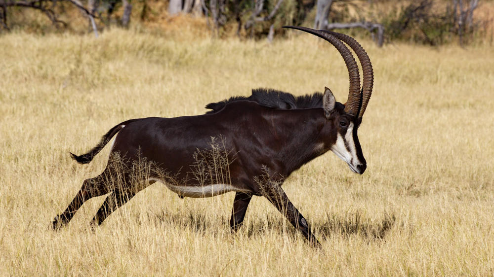 Khwai Private Reserve