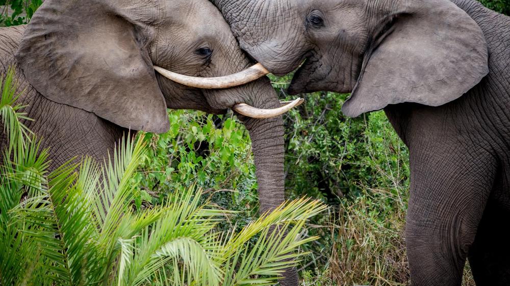 andBeyond Kirkman's Kamp