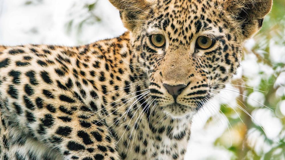 andBeyond Kirkman's Kamp