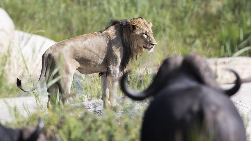 andBeyond Kirkman's Kamp