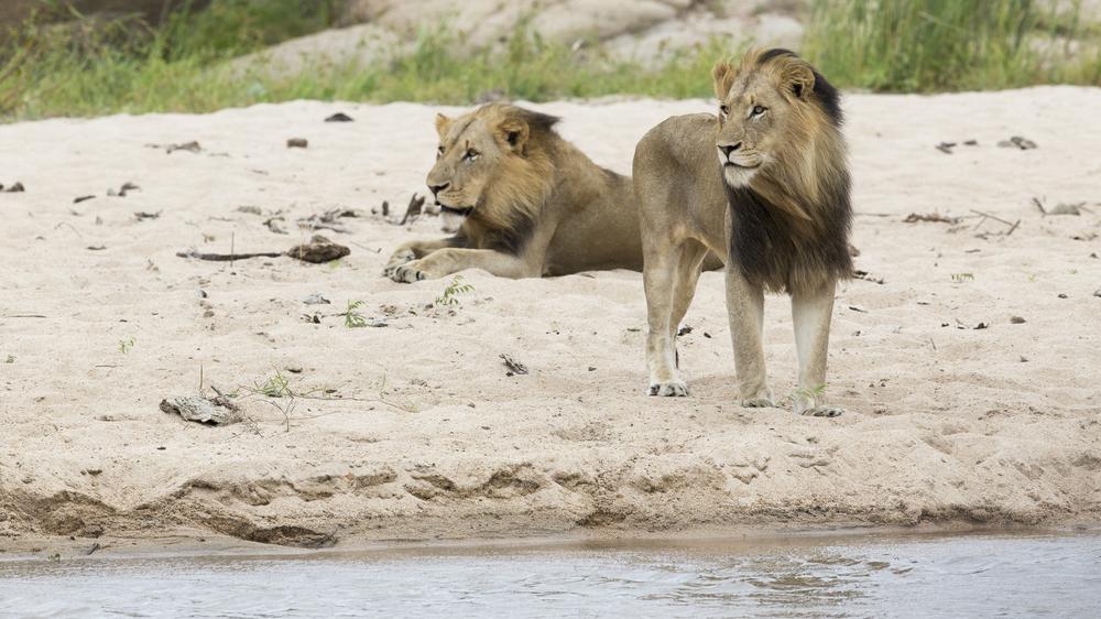 andBeyond Kirkman's Kamp