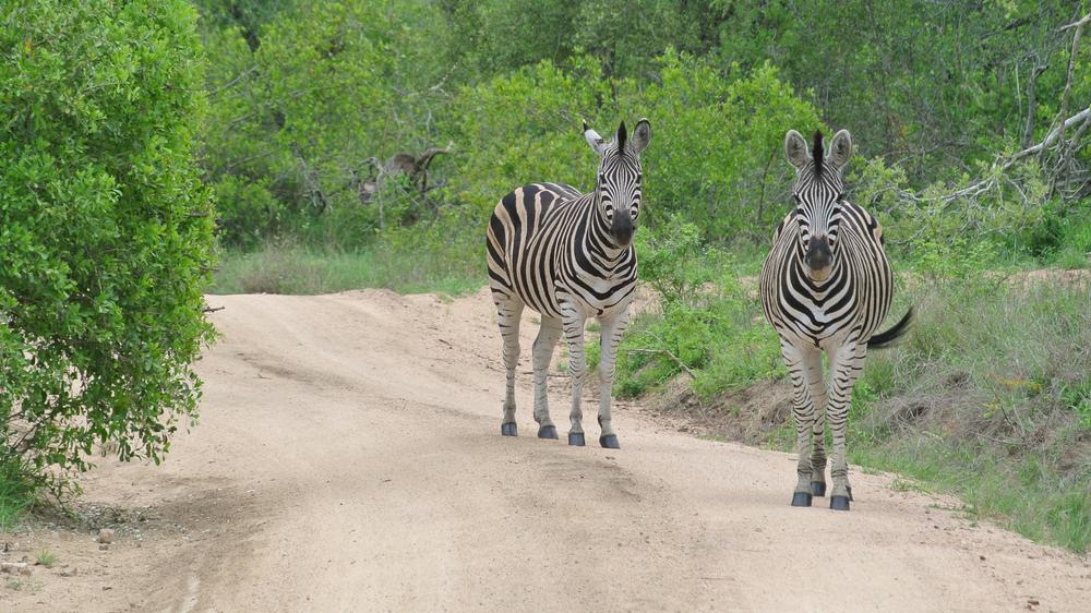 andBeyond Kirkman's Kamp