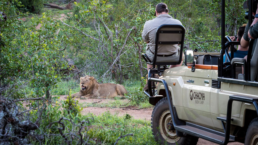 Chacma Bush Camp