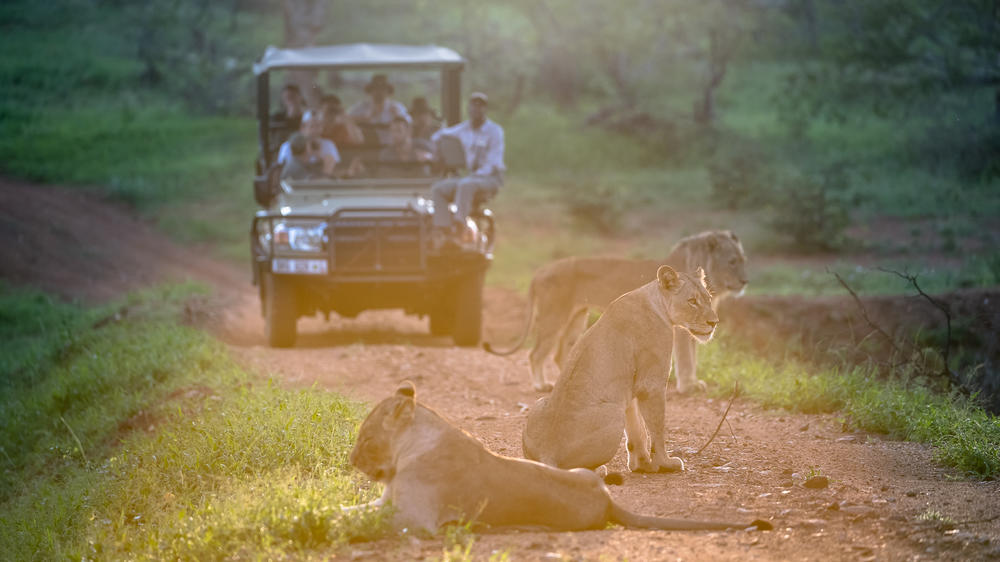 Chacma Bush Camp