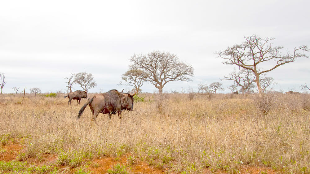 iSimangaliso Wetland Park