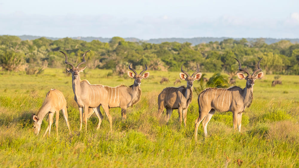 iSimangaliso Wetland Park