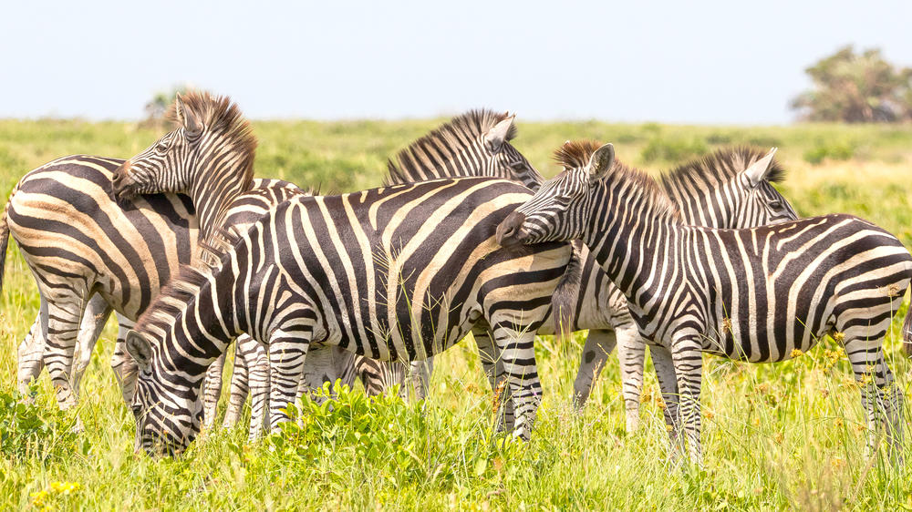 iSimangaliso Wetland Park
