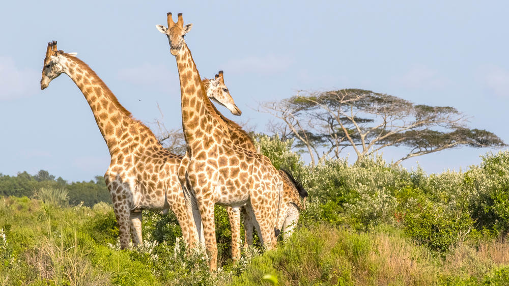 iSimangaliso Wetland Park