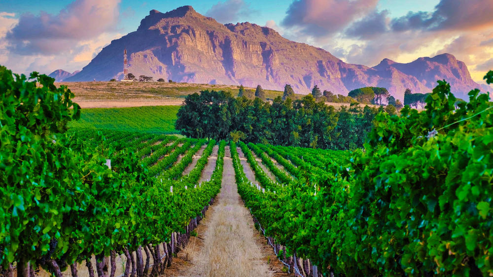 Stellenbosch