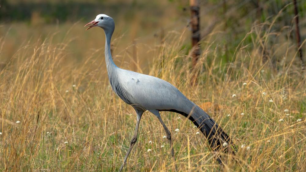 Babanango Valley Lodge