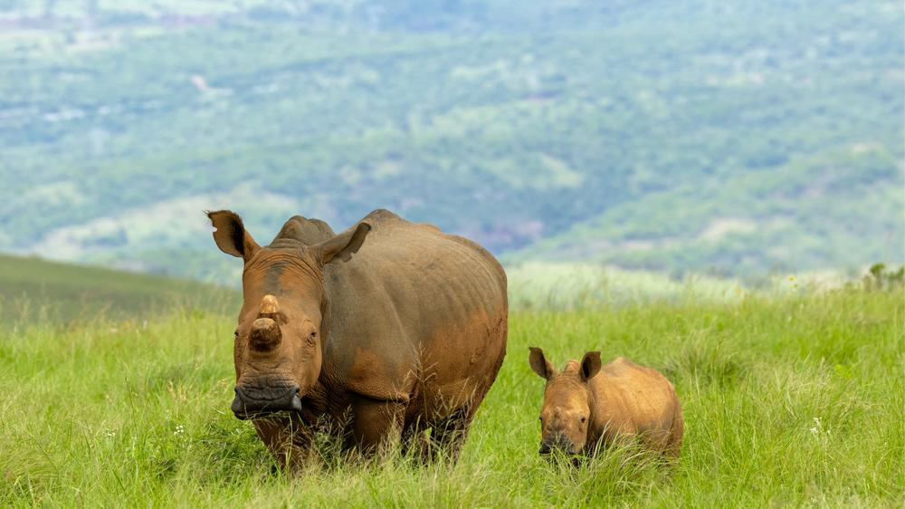 Babanango Valley Lodge