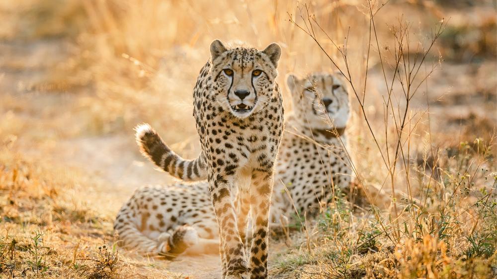 Babanango Valley Lodge