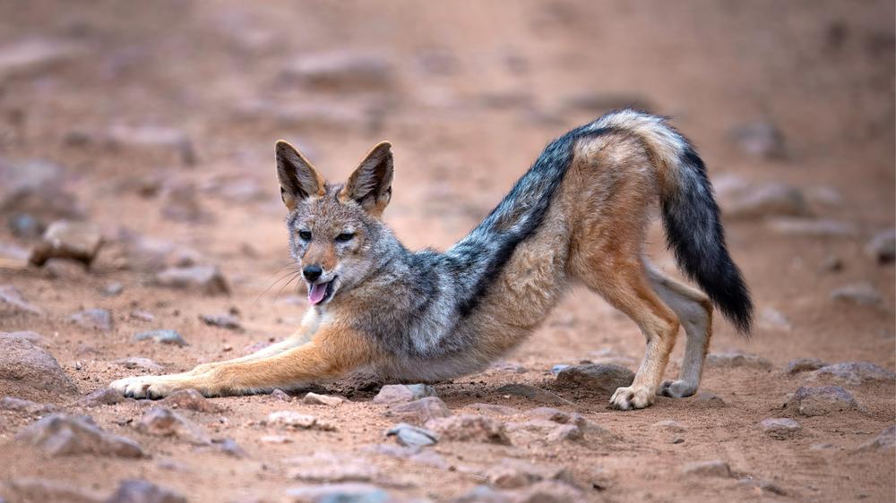 Babanango Valley Lodge