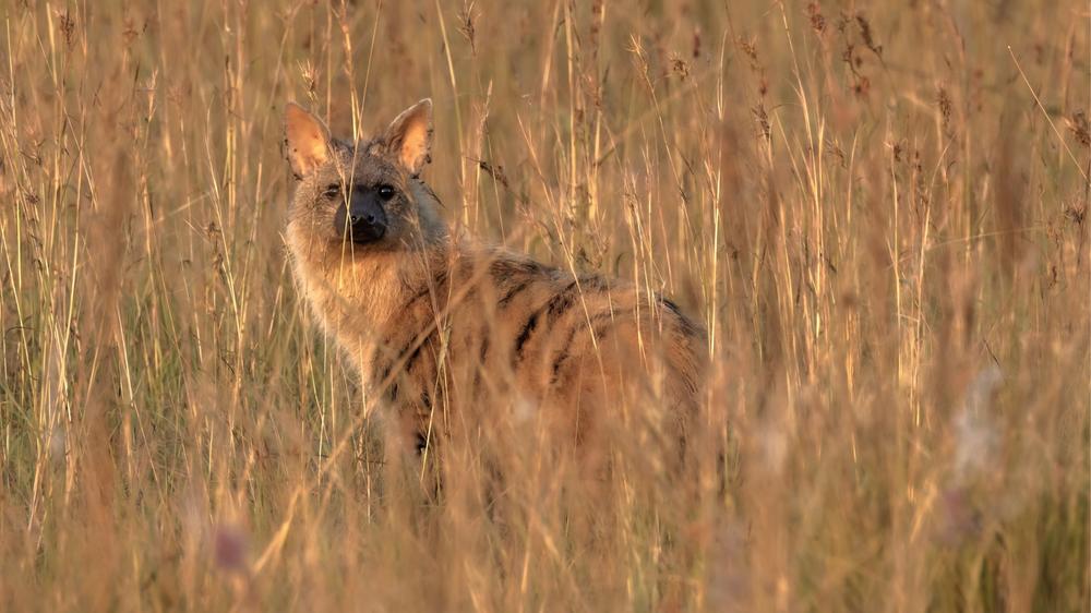 Babanango Valley Lodge