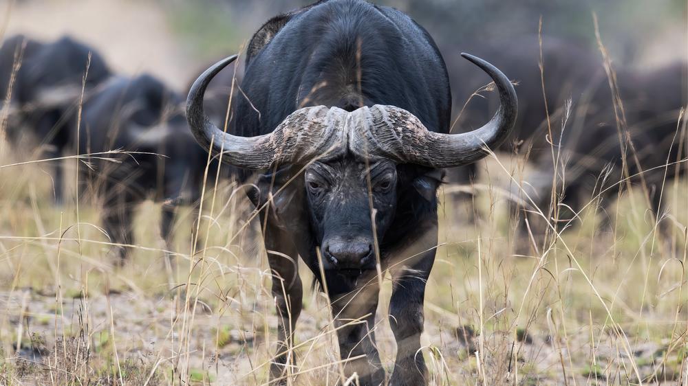 Babanango Valley Lodge