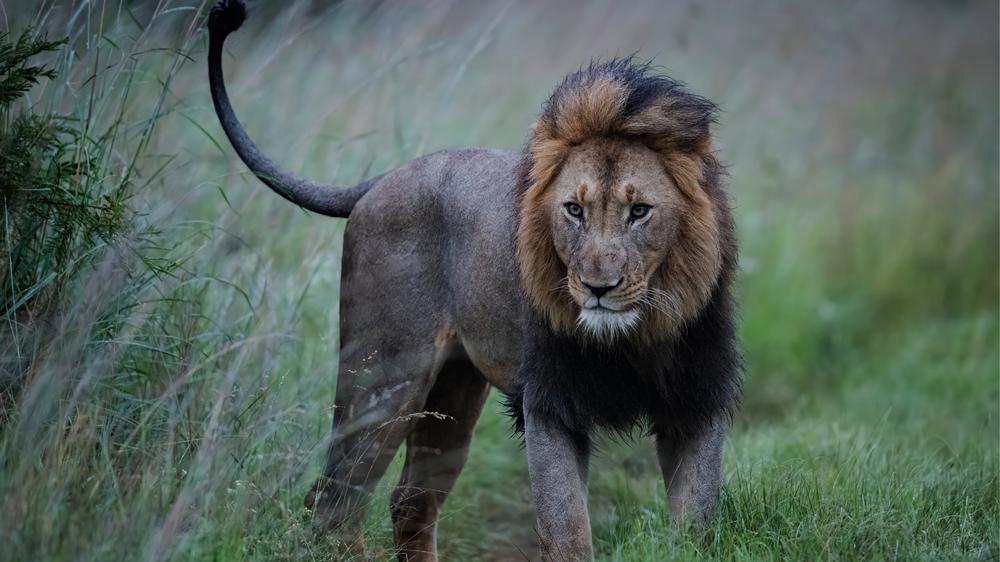 Babanango Valley Lodge