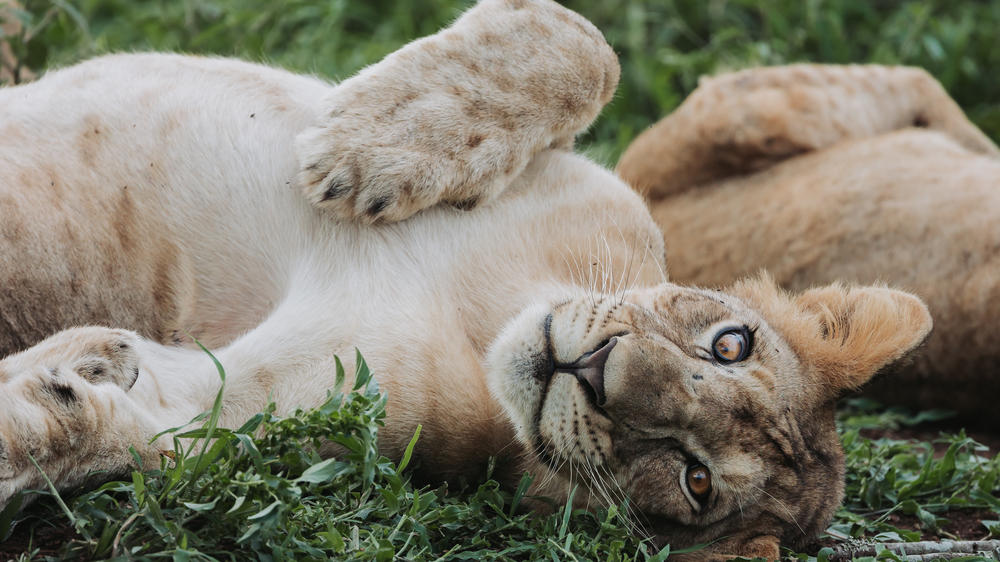 Rhino Sands Safari Camp