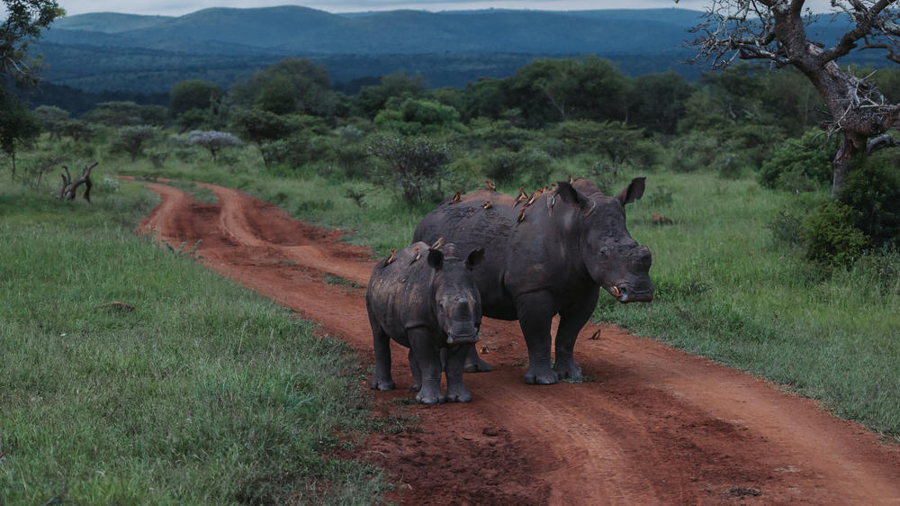 Rhino Sands Safari Camp
