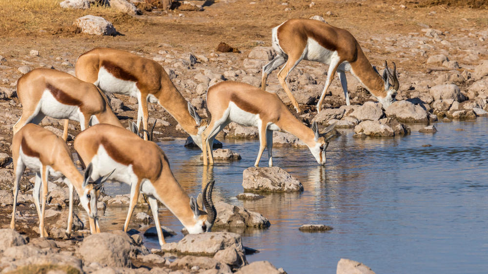 Etosha South