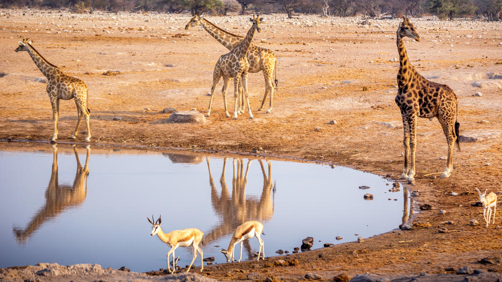Etosha South