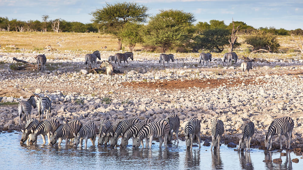 Etosha South