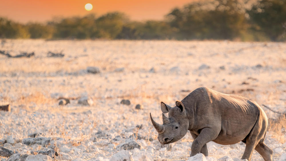 Etosha South