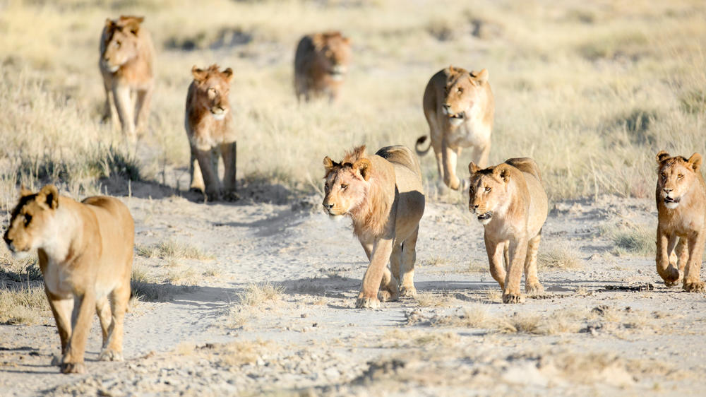 Etosha South