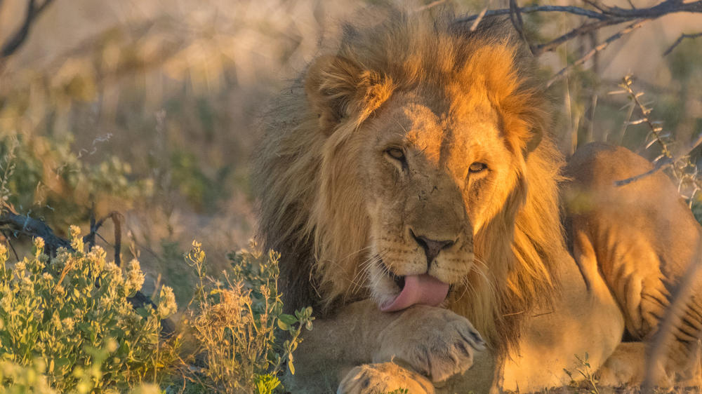 Etosha South