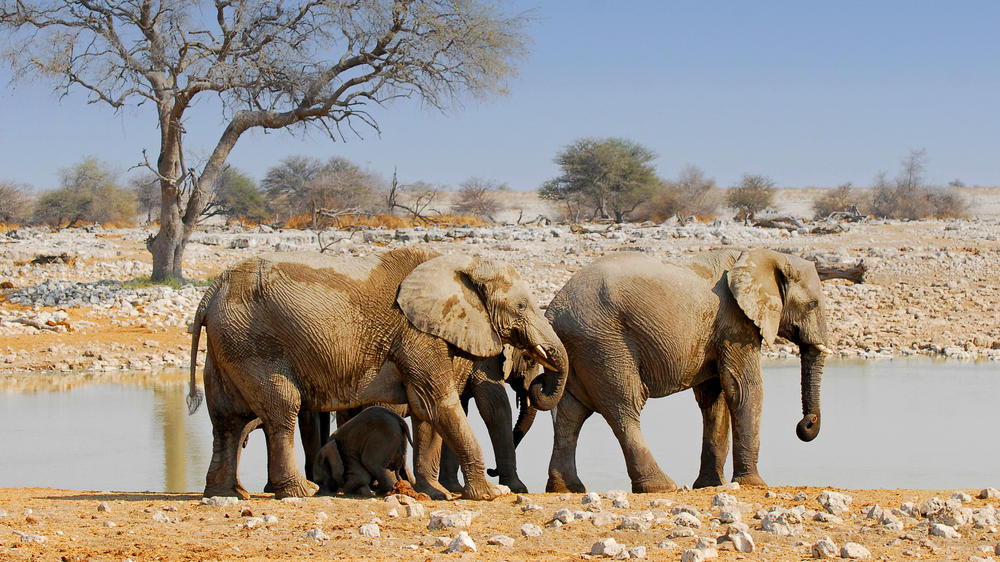Etosha South