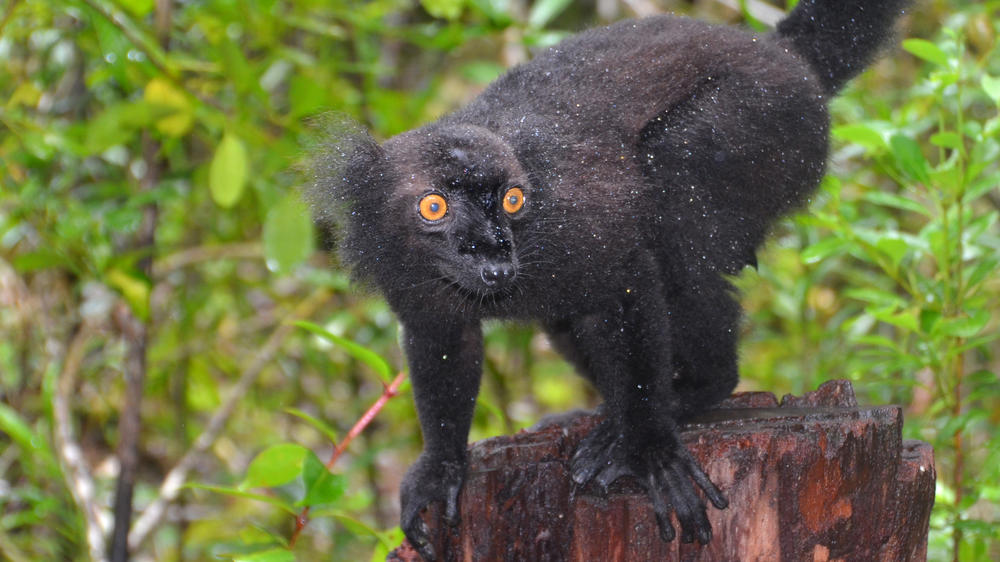 Akanin'ny Nofy Reserve