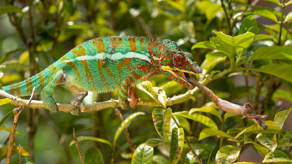 Akanin'ny Nofy Reserve