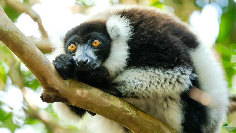 Akanin'ny Nofy Reserve