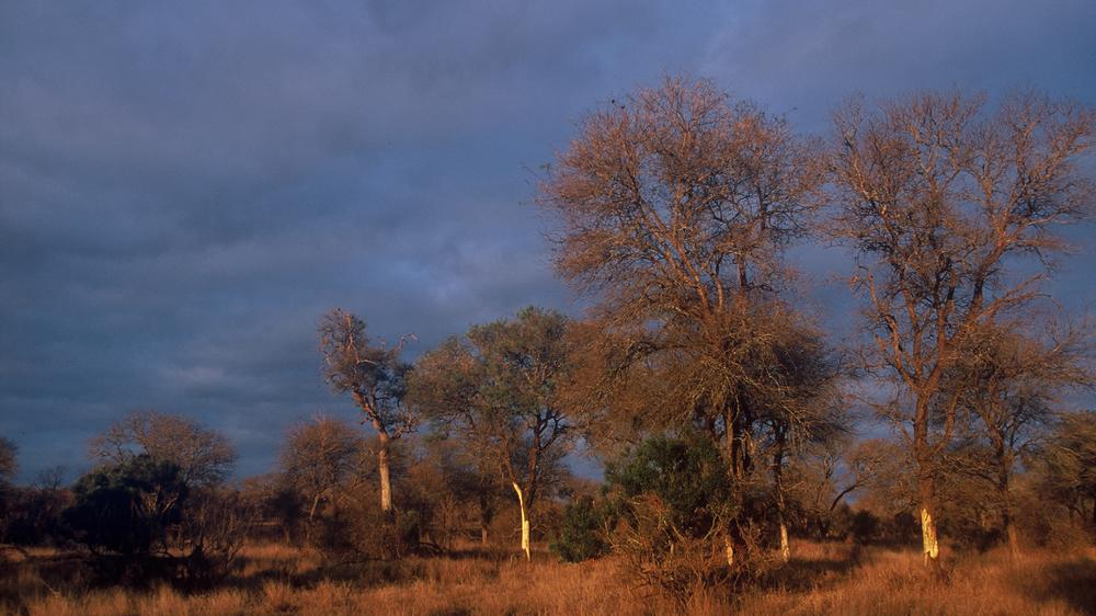 Rhino Post Safari Lodge