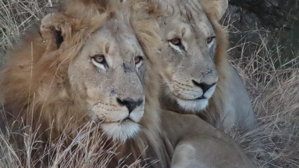 Rhino Post Safari Lodge