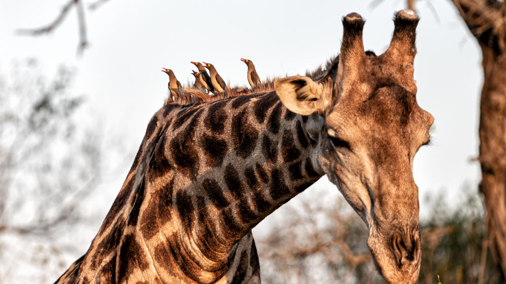 Rhino Post Safari Lodge