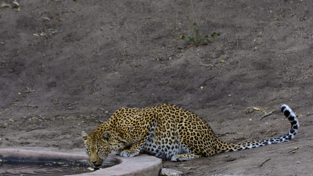 Rhino Post Safari Lodge