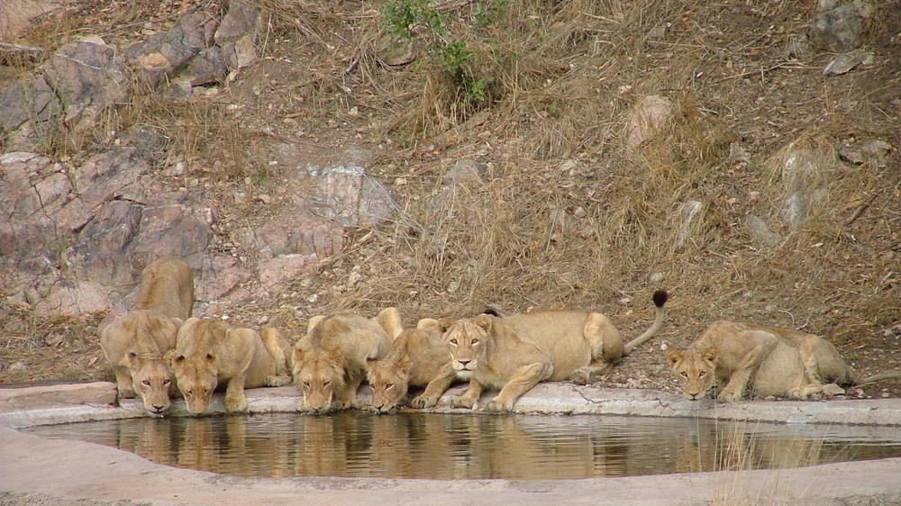 Rhino Post Safari Lodge