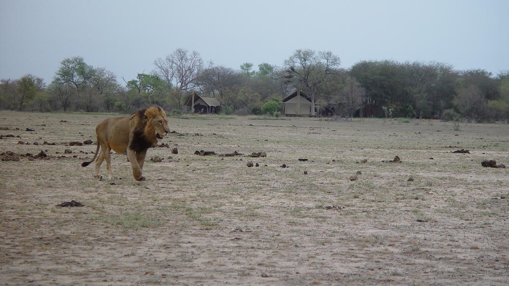 Plains Camp Home of Rhino Walking Safaris