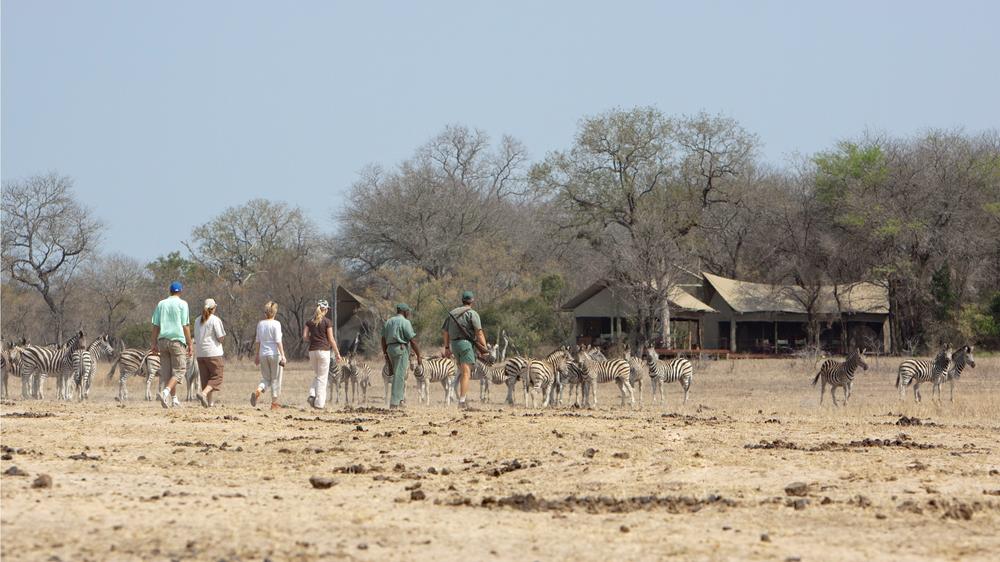 Plains Camp Home of Rhino Walking Safaris