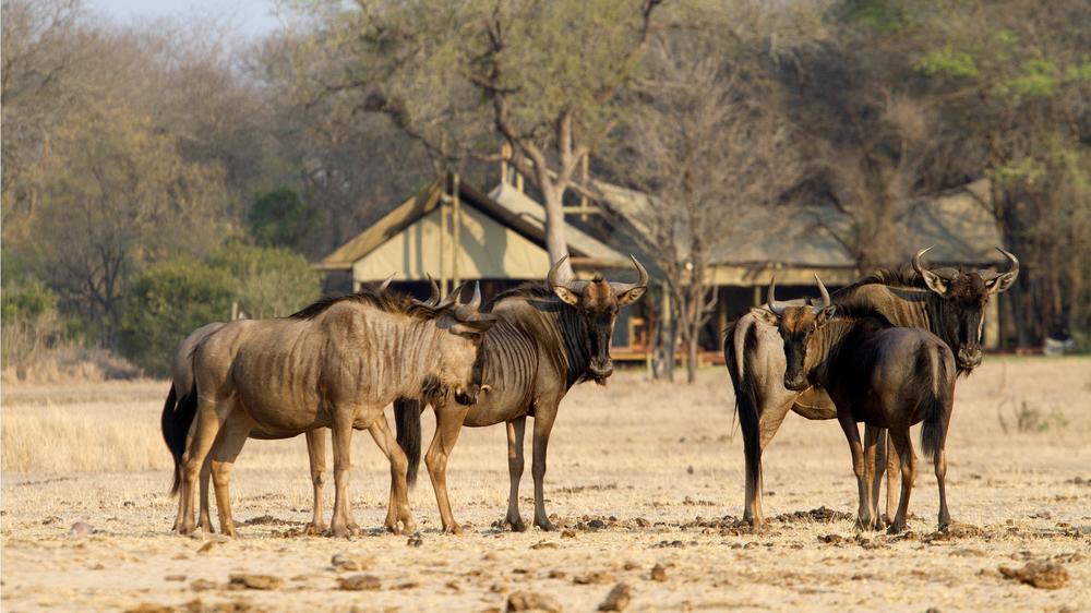 Plains Camp Home of Rhino Walking Safaris
