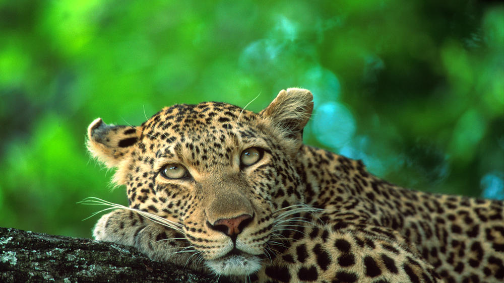 Plains Camp Home of Rhino Walking Safaris