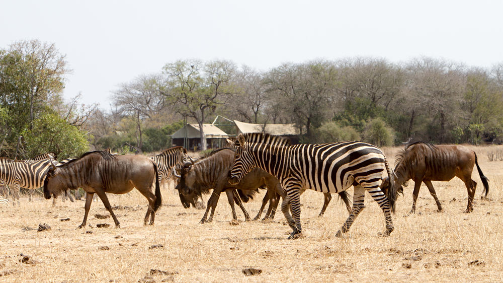 Plains Camp Home of Rhino Walking Safaris