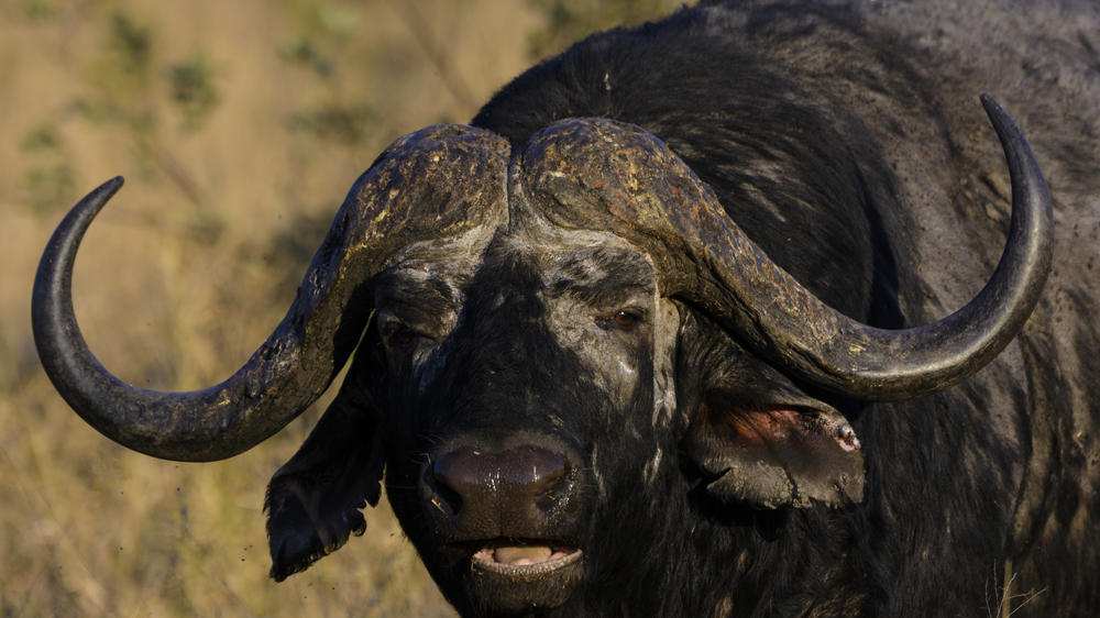 Plains Camp Home of Rhino Walking Safaris