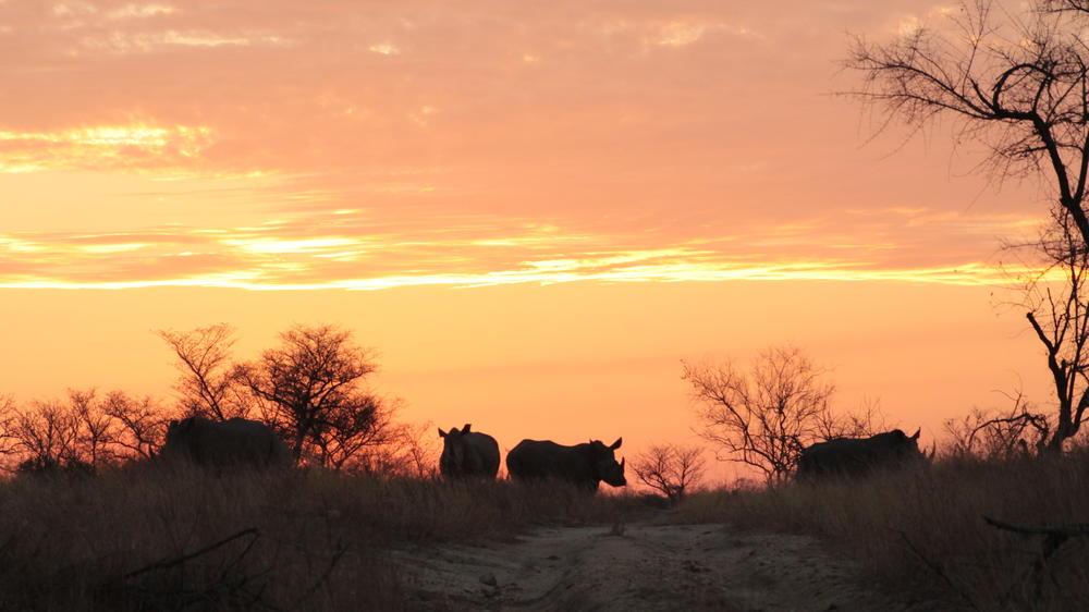 Plains Camp Home of Rhino Walking Safaris