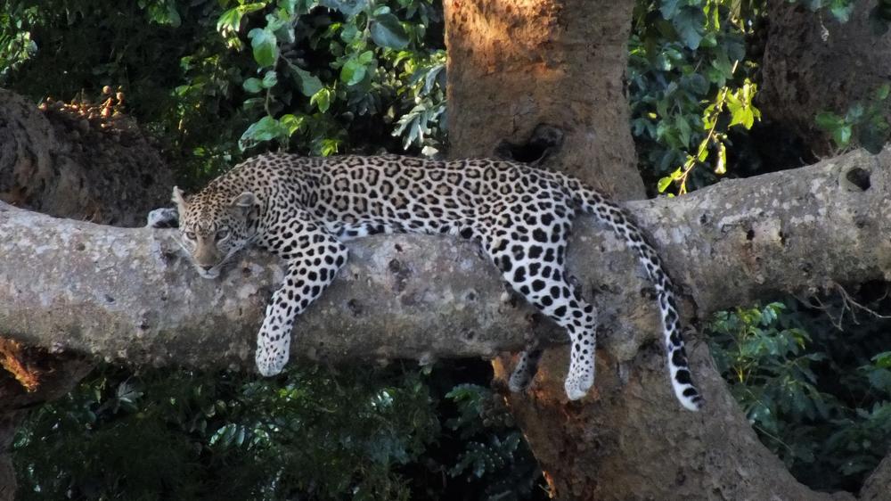 Plains Camp Home of Rhino Walking Safaris