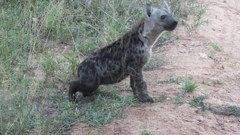 Plains Camp Home of Rhino Walking Safaris