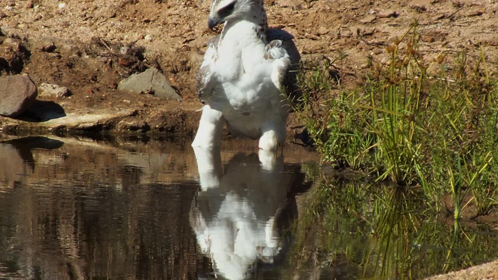 Plains Camp Home of Rhino Walking Safaris