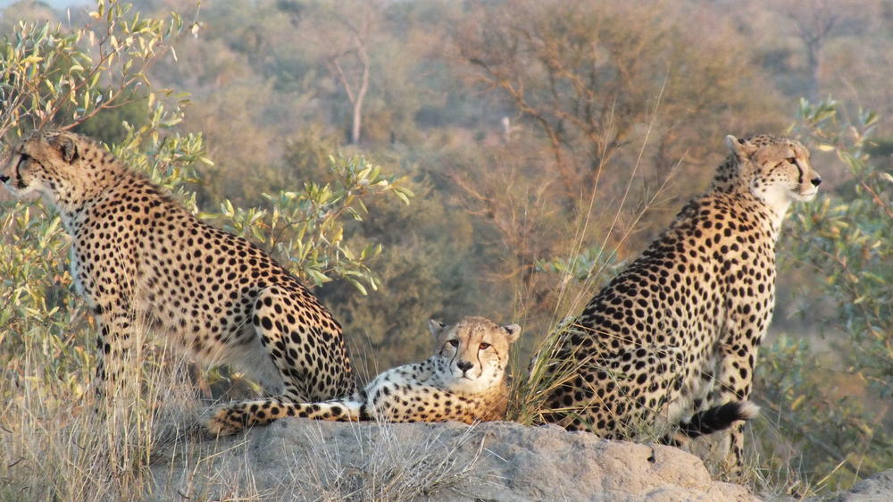 Plains Camp Home of Rhino Walking Safaris