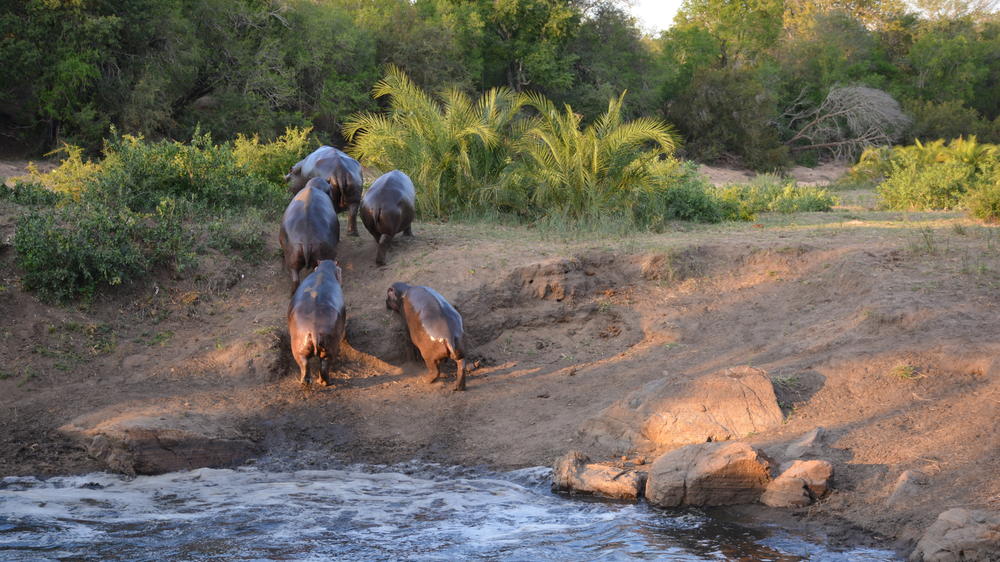 Plains Camp Home of Rhino Walking Safaris